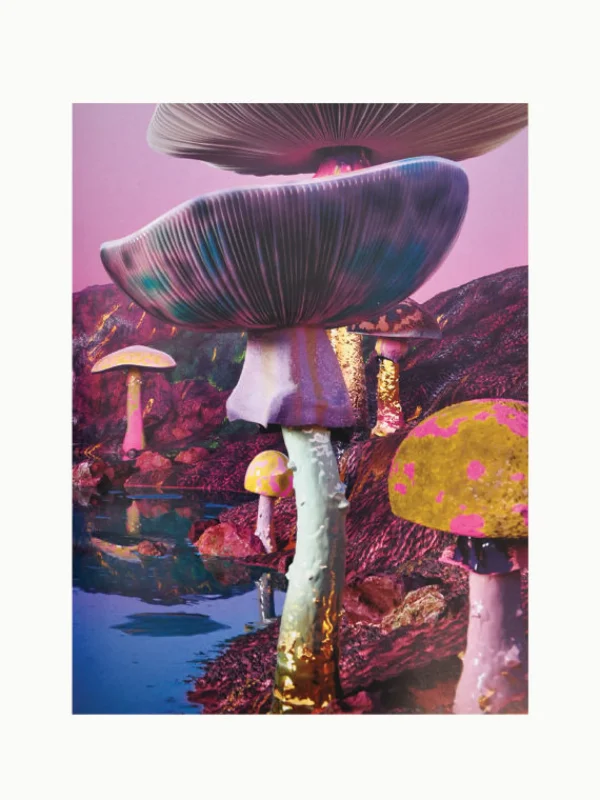 The Oblist Book Stack: Journey into the Heart of Mushrooms | Interiors & Architecture Books | Art Books